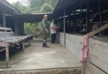 Babinsa 03/Mandau Intensif Pantau PMK Ternak Warga