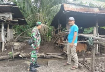 Babinsa Koramil 03/Mandau Pantau Ternak Cegah Penyakit Mulut Kuku