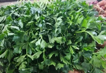 Daun Sop Jadi Andalan Dapur saat Lebaran Idul Fitri