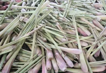 Serai Jadi Kunci Aroma Masakan Lebaran Idul Fitri
