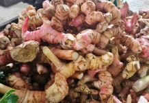 Lengkuas Perkuat Cita Rasa Hidangan Lebaran Idul Fitri
