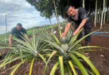 Budidaya Nanas di Lahan Gambut Bengkalis Berbuah Manis