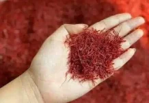 Manfaat Saffron untuk Kesehatan, Rempah Mewah yang Kaya Khasiat