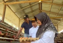 Bupati Afni Dorong Bumkam Dukung Ketahanan Pangan Desa