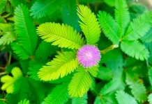 Manfaat Daun Putri Malu Bagi Kesehatan Tubuh