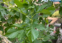 Daun Murbei, Herbal Alami Kaya Manfaat untuk Kesehatan