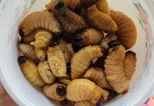 Ulat Sagu, Sumber Protein Tinggi dengan Banyak Manfaat Kesehatan