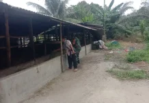 Babinsa Mandau Terus Pantau Ternak Warga Cegah PMK