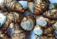 Temu Ireng, Potensi Manfaat Herbal Bagi Kesehatan