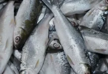 Cara Tepat Memilih Ikan Segar agar Aman Dikonsumsi
