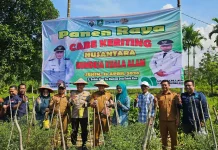 BUMDes Kuala Alam Laksanakan Panen Ketiga Cabai Nusantara