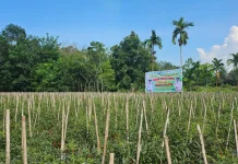 BUMDes Kuala Alam Hadapi Tantangan Kembangkan Cabai Nusantara