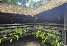 Mengenal Proses Kopi Luwak di Alas Harum Bali Bersama Rombongan Armina Daily