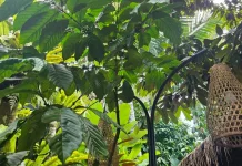 Keunikan Kopi Luwak Bali, Apa yang Membedakannya dari Kopi Daerah Lain