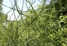 Tanaman Patah Tulang, Manfaat Herbal dan Risiko Penggunaan