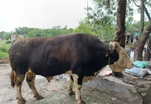 Sapi Kurban Presiden Diusulkan dari Mandau