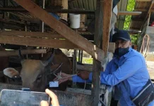 DTPHP Bengkalis Sosialisasi Kurban tanpa Plastik