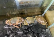Kepiting Segar Jadi Pilihan Favorit, Kunci Kelezatan Ada pada Bahan Baku
