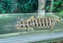 Udang Mantis Jadi Daya Tarik Kuliner Laut di Pantai Jimbaran Bali