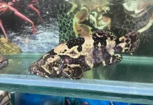 Ikan Kerapu Segar Jadi Favorit Wisatawan di Pantai Jimbaran
