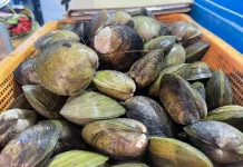 Lokan Bengkalis, Kuliner Khas dari Perairan Payau yang Kaya Cita Rasa