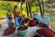 Libatkan Warga dari Hulu ke Hilir, BUMDes Kuala Alam Dorong Ekonomi Desa