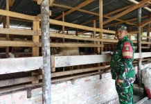 Cegah PMK Babinsa Mandau Pantau Ternak di Pinggir