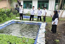 UA Koto Gasib Kembangkan Kolam Patin dan Kebun Cabai, Wujud Eko-Teologi Nyata