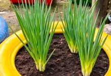 Hijau di Pekarangan: 7 Langkah Mudah Menanam Daun Bawang Ala Petani Milenial