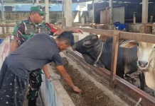 Serma Agusliadi Pantau PMK Ternak di Gajah Sakti