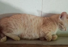 Cara Ampuh Membasmi Kutu Kucing Sampai Tuntas