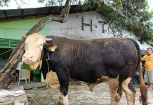 Sapi Kurban Presiden di Bengkalis Hampir Final, Tunggu Penawaran Harga