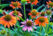 Echinacea Herbal Alami Penjaga Daya Tahan Tubuh