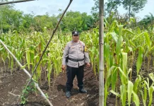 Polsek Bantan Cek Jagung Siap Panen, Dukung Ketahanan Pangan