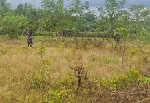 Polsek Siak Kecil dan Warga Bersihkan Lahan Jagung 1 Hektare