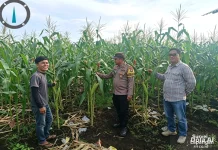 Polsek Bengkalis Rawat Jagung Pipil Dukung Swasembada