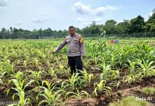 Polsek Bengkalis Rawat Jagung Pipil Dukung Swasembada