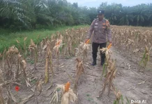 Jagung Bhayangkara Terancam Gagal Panen, Polisi Turun Tangan