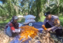 Polsek Siak Kecil Panen Jagung, Bukti Nyata Dukung Asta Cita