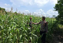 Polsek Rupat Kawal Jagung Batu Panjang meski Diserang Hama