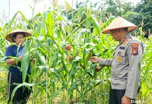 Polsek Bengkalis Rawat 2.000 Jagung Demi Swasembada Pangan
