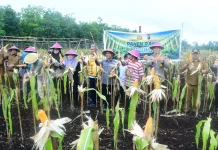 BUMDes Restu Bersama Lakukan Panen Perdana Jagung