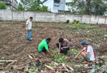 Polsek KSKP Dumai Rawat Jagung untuk Dukung Ketahanan Pangan