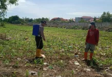 Polisi dan Petani Kompak Rawat Jagung Demi Ketahanan Pangan