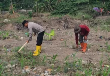 Polsek KSKP Dumai dan Petani Rawat Jagung Ketahanan Pangan
