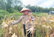 Polsek Bengkalis Kawal 4.000 Jagung Demi Swasembada Pangan