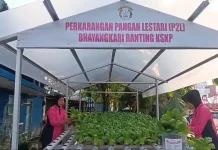 Bhayangkari Polsek Pelabuhan Dumai Panen Pakcoy Hidroponik