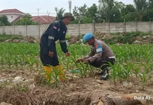 Polsek KSKP Dumai Cek Lahan Jagung Dukung Ketahanan Pangan