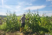 Polsek Mandau Kawal Program Jagung demi Swasembada Pangan