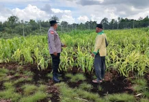 Pasca Banjir, Polisi Dampingi Pemulihan Jagung Ketam Putih